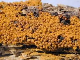 Attēlu rezultāti vaicājumam “Trichia alpina”