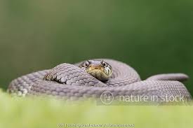 Attēlu rezultāti vaicājumam “Natrix natrix adult”