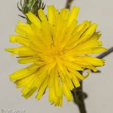 Attēlu rezultāti vaicājumam “Picris hieracioides”