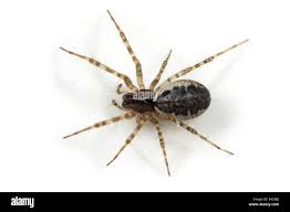 Attēlu rezultāti vaicājumam “Neriene montana”