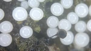 Attēlu rezultāti vaicājumam “Collaria arcyrionema spores”