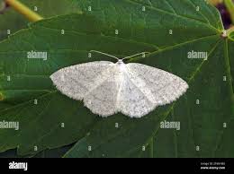 Attēlu rezultāti vaicājumam “Cabera pusaria”