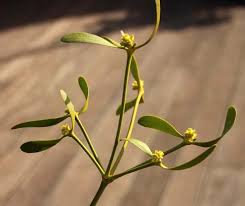 Attēlu rezultāti vaicājumam “Viscum album female flower”