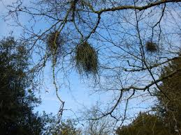 Attēlu rezultāti vaicājumam “Taphrina betulina”