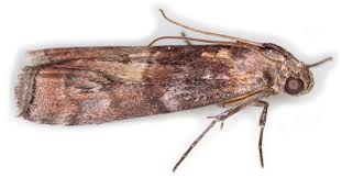 Attēlu rezultāti vaicājumam “Phycita roborella”