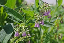 Image result for Symphytum officinale