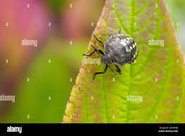 Attēlu rezultāti vaicājumam “Aleurochiton aceris nymph”