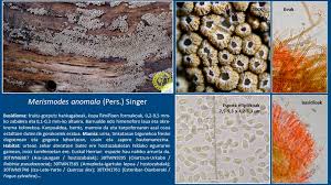 Attēlu rezultāti vaicājumam “Merismodes anomala”