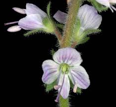 Image result for Veronica officinalis