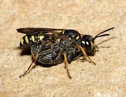 Attēlu rezultāti vaicājumam “Cerceris arenaria”