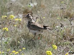 Attēlu rezultāti vaicājumam “Alauda arvensis”