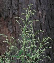 Attēlu rezultāti vaicājumam “Atriplex patula”