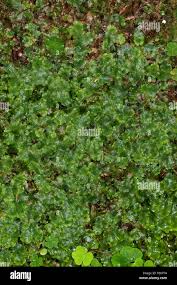 Attēlu rezultāti vaicājumam “Conocephalum salebrosum sporophyte”