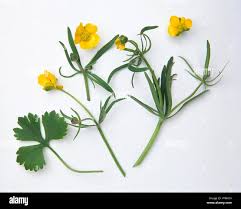 Attēlu rezultāti vaicājumam “Ranunculus auricomus”