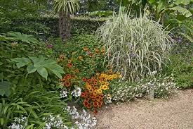 Attēlu rezultāti vaicājumam “Glyceria maxima”