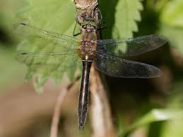 Attēlu rezultāti vaicājumam “Cordulia aenea”