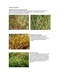 Attēlu rezultāti vaicājumam “Sphagnum riparium”
