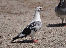 Attēlu rezultāti vaicājumam “Columba livia f. domestica”