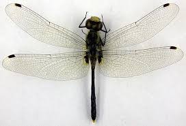 Attēlu rezultāti vaicājumam “Leucorrhinia albifrons female”