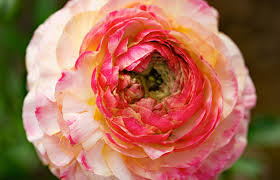 Attēlu rezultāti vaicājumam “Ranunculus elatior flower”