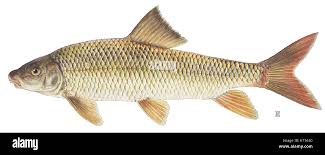 Image result for Moxostoma erythrurum