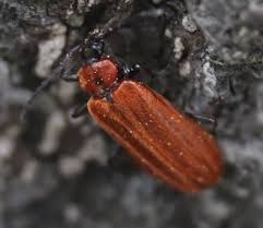 Attēlu rezultāti vaicājumam “Schizotus pectinicornis”