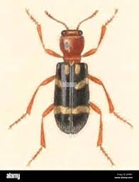 Attēlu rezultāti vaicājumam “Cleridae”