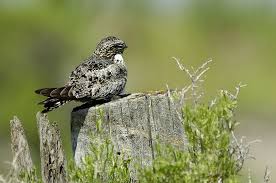 Image result for Chordeiles minor