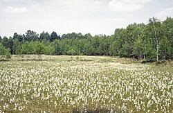 Attēlu rezultāti vaicājumam “Sericomyia lappona”