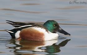 Attēlu rezultāti vaicājumam “Anas clypeata male”