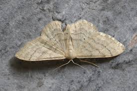 Attēlu rezultāti vaicājumam “Idaea straminata”