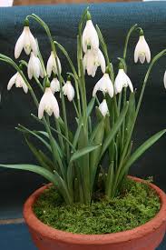 Attēlu rezultāti vaicājumam “Galanthus nivalis”