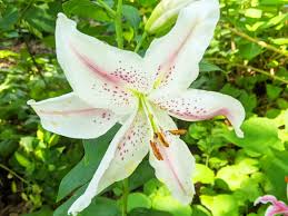 Attēlu rezultāti vaicājumam “Lilium lancifolium”