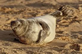 Image result for Halichoerus grypus