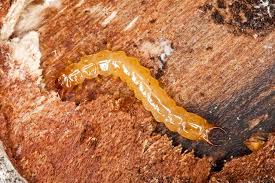 Attēlu rezultāti vaicājumam “Schizotus pectinicornis”