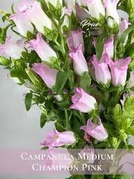 Image result for Campanula medium