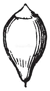 Attēlu rezultāti vaicājumam “Physcomitrium pyriforme”