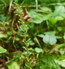 Attēlu rezultāti vaicājumam “Malaxis monophyllos leaf”