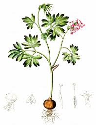 Attēlu rezultāti vaicājumam “Corydalis intermedia leaf”