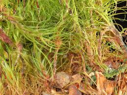 Attēlu rezultāti vaicājumam “Dicranodontium denudatum”