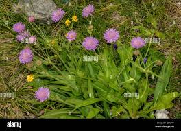 Image result for Knautia dipsacifolia