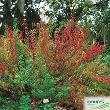 Attēlu rezultāti vaicājumam “Euphorbia palustris leaf”