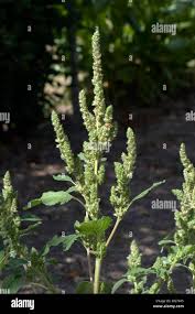 Attēlu rezultāti vaicājumam “Amaranthus retroflexus flower”