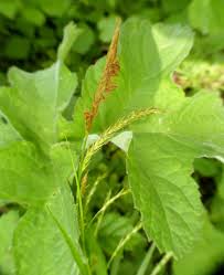 Attēlu rezultāti vaicājumam “Carex sylvatica leaf”