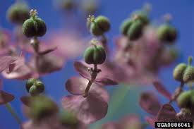 Attēlu rezultāti vaicājumam “Euphorbia cyparissias flower”