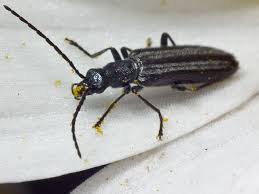 Attēlu rezultāti vaicājumam “Oedemeridae”