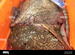 Image result for Raja brachyura