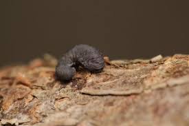 Attēlu rezultāti vaicājumam “Cimbex femoratus larva”