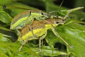 Attēlu rezultāti vaicājumam “Chlorophanus viridis”