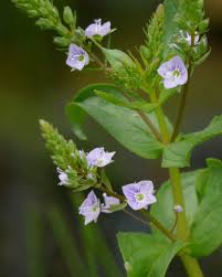 Attēlu rezultāti vaicājumam “Veronica anagallis-aquatica”